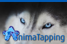 AulaTapping